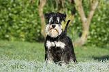 SCHNAUZER NAIN 068